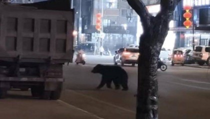 黑熊闯闹市被击毙,为何不用麻醉枪?专家回应