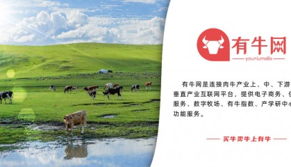 国庆节后：活牛价格行情分析