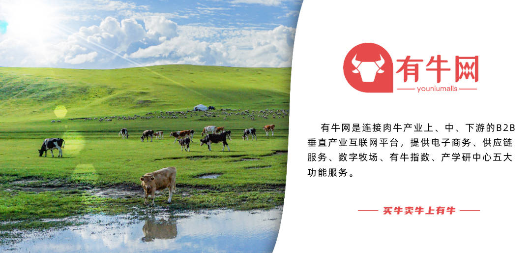 国庆节后:活牛价格行情分析